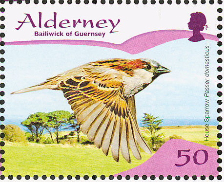house sparrow4