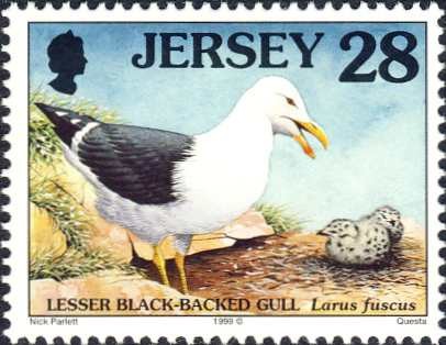 larus-fuscus