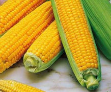 maize[1]