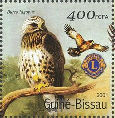 ruigpootbuizerd