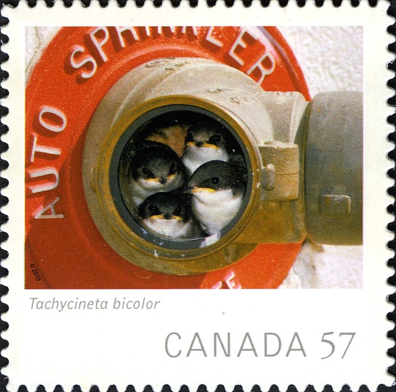 tree-swallow-canada-stamp