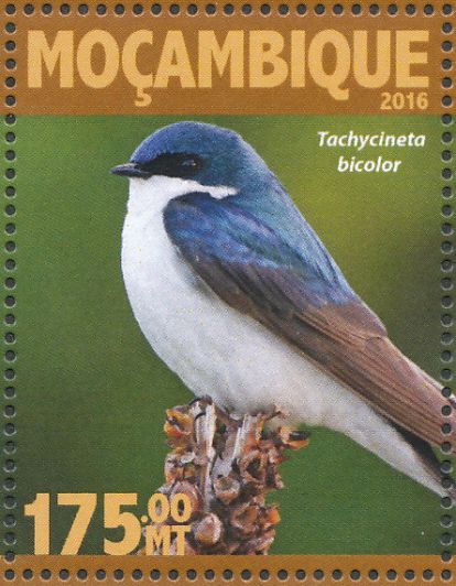 tree swallow4