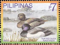 tufted duck