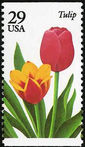 tulpen