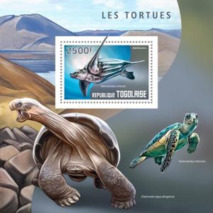 turtle