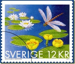 water lily