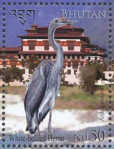white-bellied heron