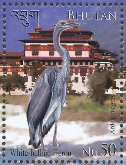 white-bellied heron