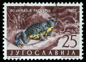 yellow-bellied-toad