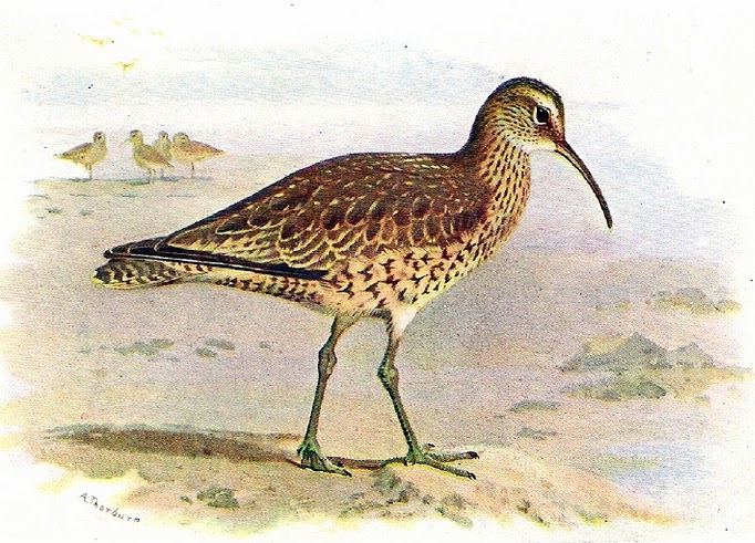 Eskimowulp