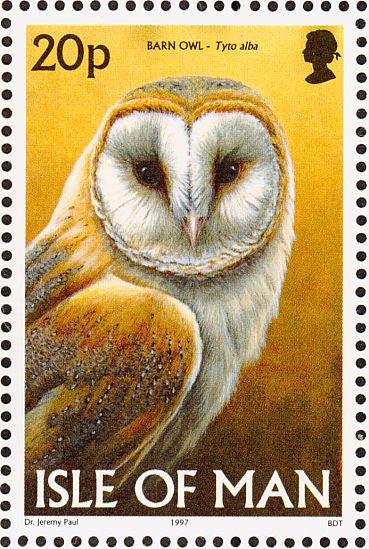 barn owl2