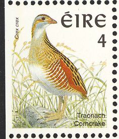 corncrake