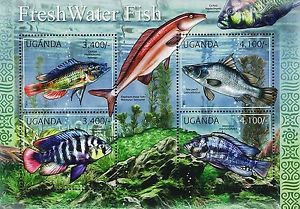 fish8