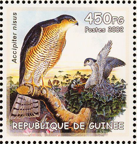 sparrowhawk