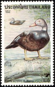 white-winged wood duck
