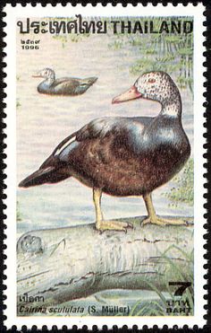 white-winged wood duck