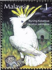 yellow-crested cockatoo