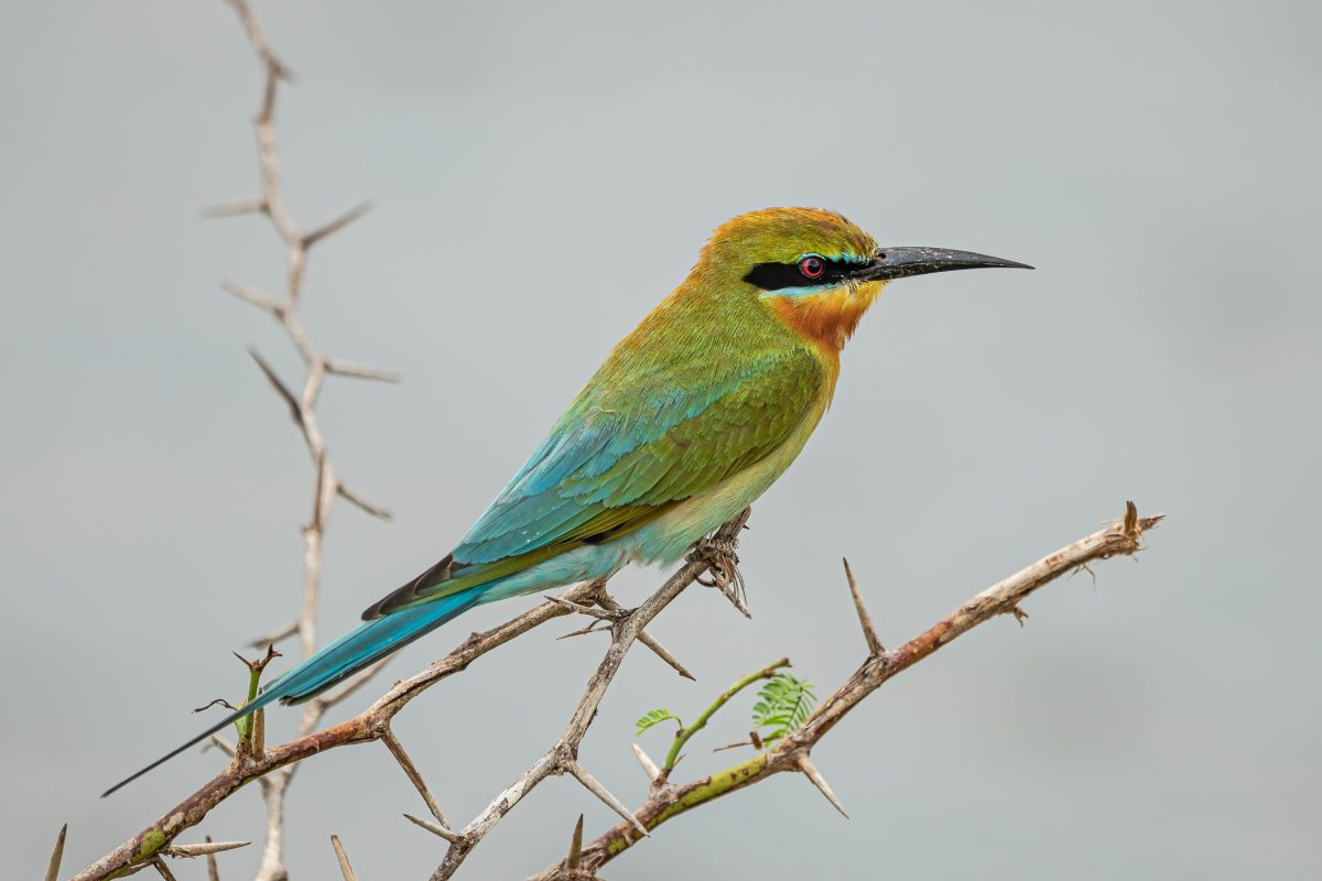 blauwstaartbijeneter