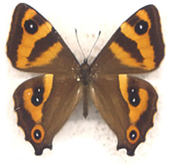 Dodonidia_helmsii_F