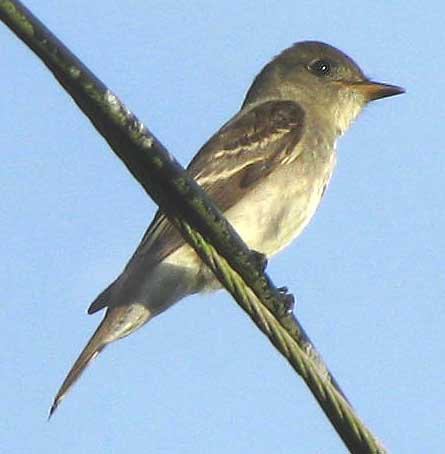Contopus virens