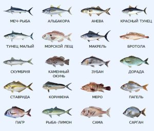 Fish meditarrenian