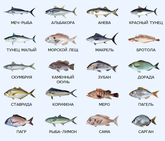 Fish meditarrenian