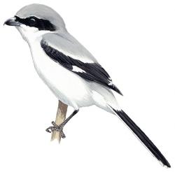 Lanius_ludovicianus_ludovicianus_miamensis