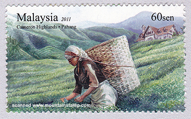 Malaysia_2011_Cameron_Highlands_single (1)