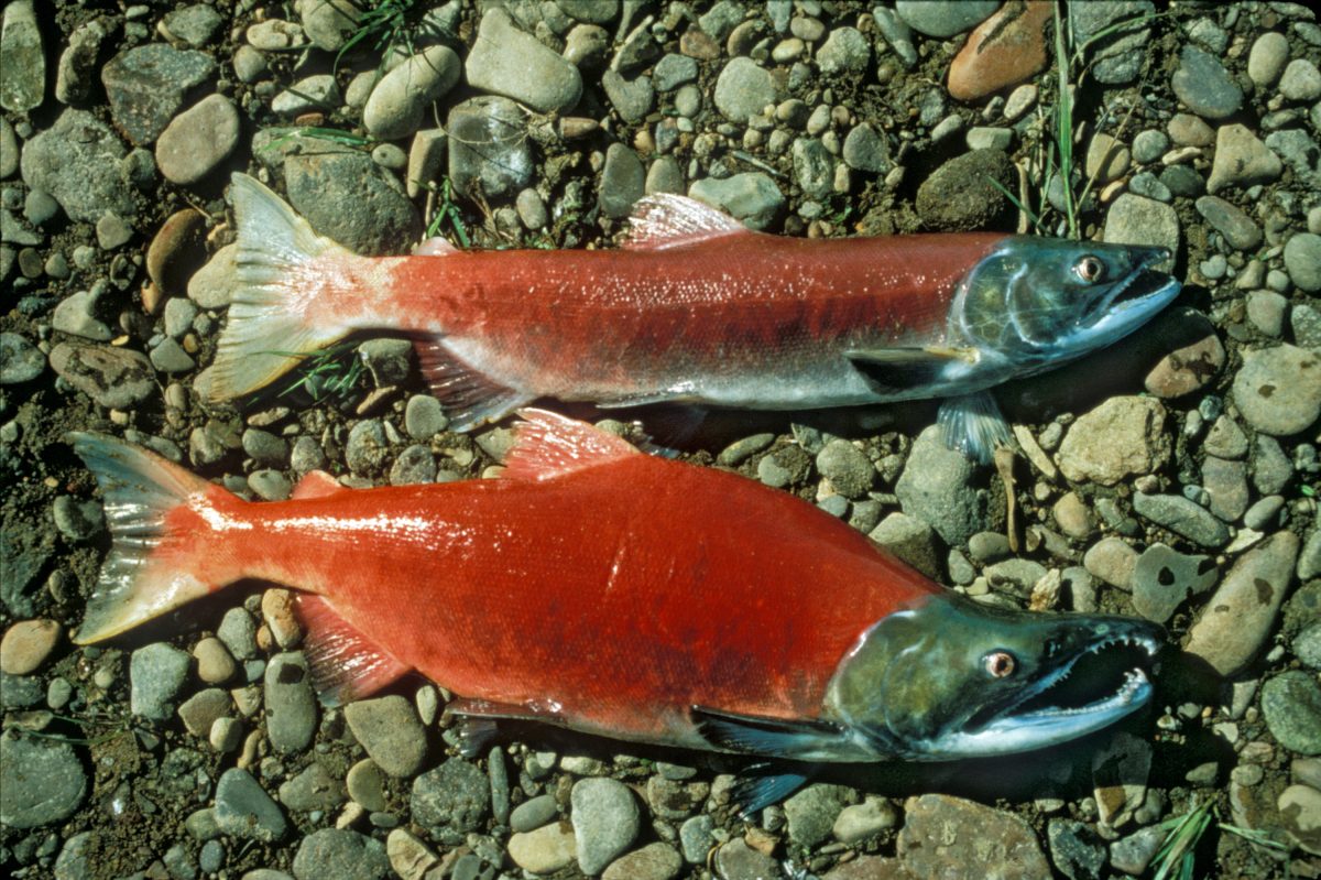 Rode zalm