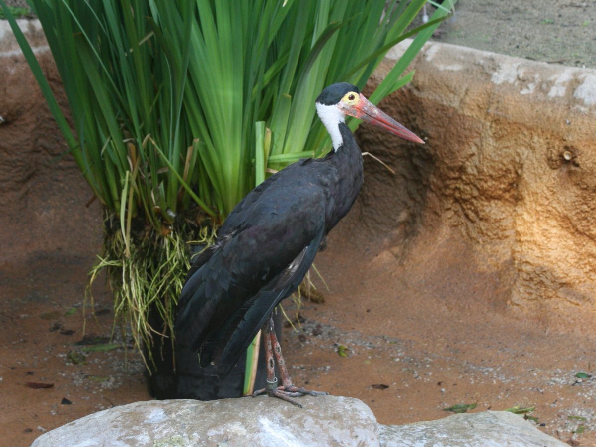 Sunda-ooievaar