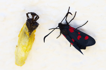 Zygaena trifolii