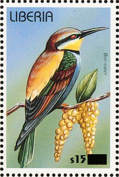 bee eater