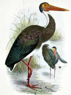 cigogne