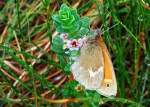 coenonympha-nipisiquit