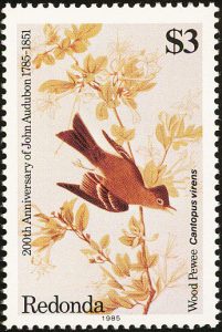 eastern wood pewee