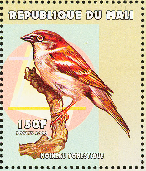 huismus