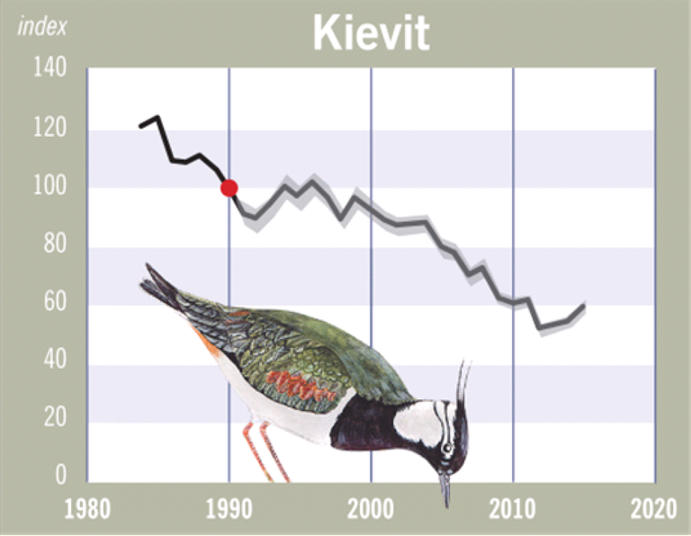 kievit