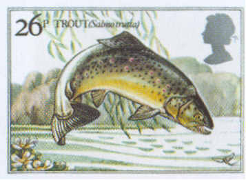 river trout