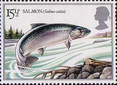 salmon1