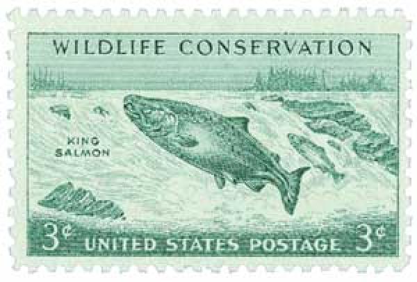 salmon3