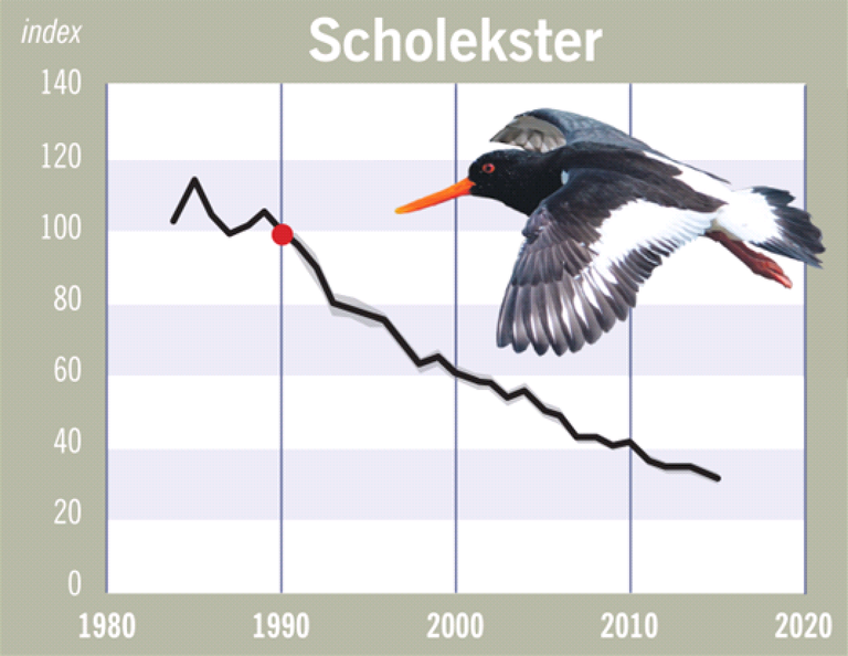 scholekster