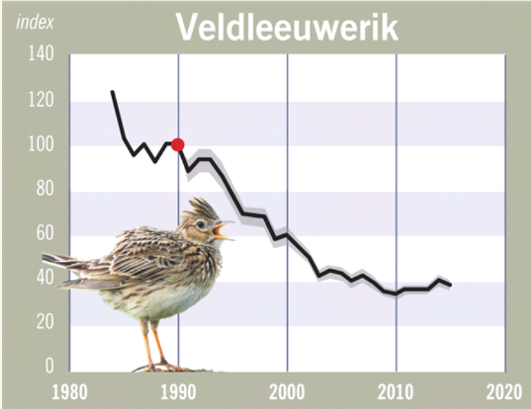 veldleeuwerik