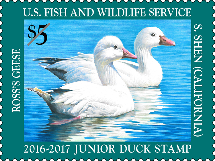 water birds