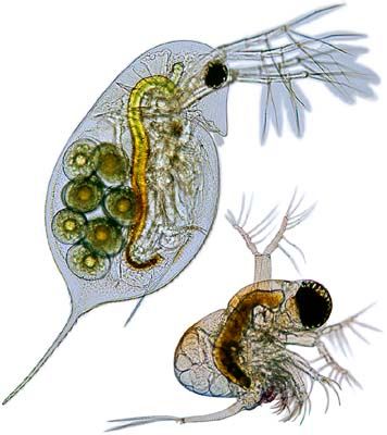 waterfleas