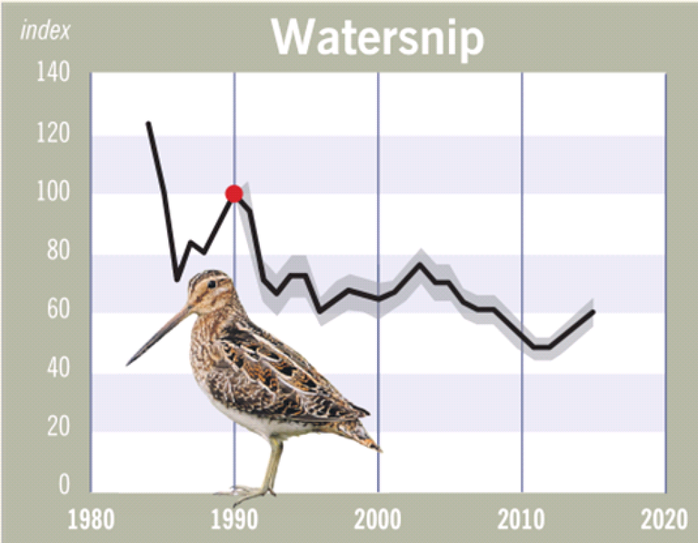 watersnip