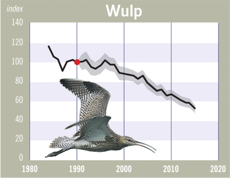 wulp