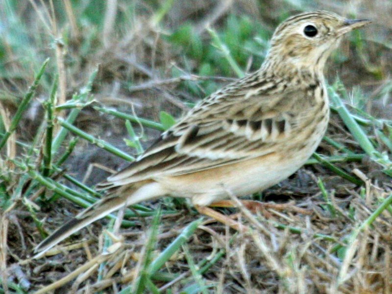 Anthus spragueii