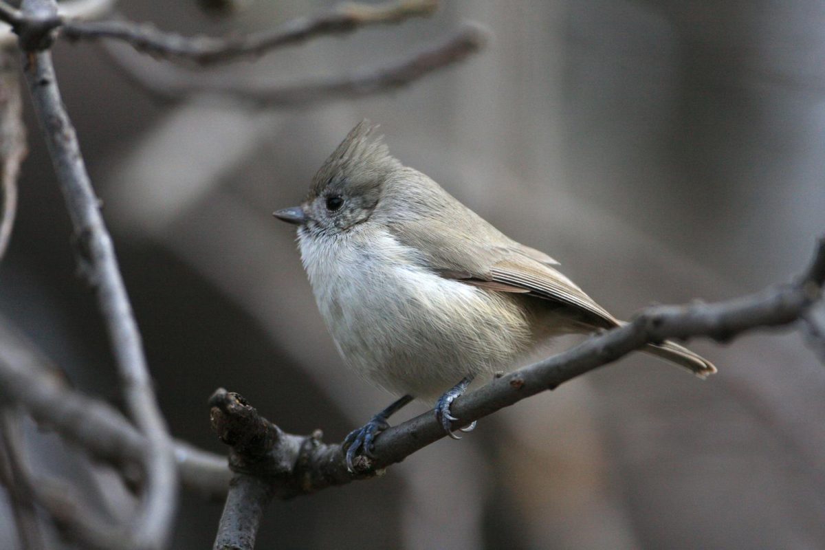 Baeolophus inornatus