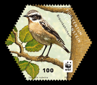 Braunkehlchen_01