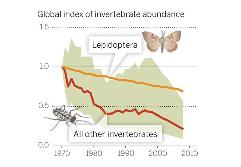 Why Insect Decline Matters